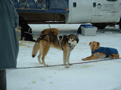 Dog Sled Ride2.JPG